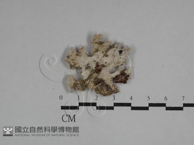 裂褶菌藏品圖，第1張