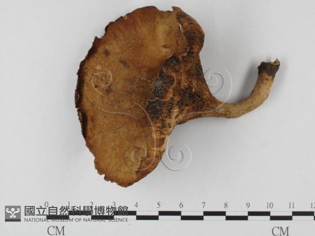 登錄號:F0023605藏品圖，第1張