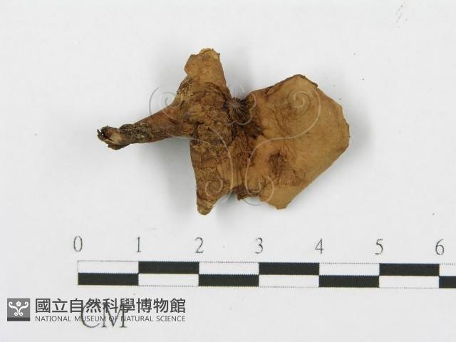 登錄號:F0013605藏品圖，第1張