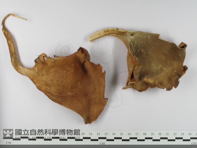 登錄號:F0033605藏品圖，第1張