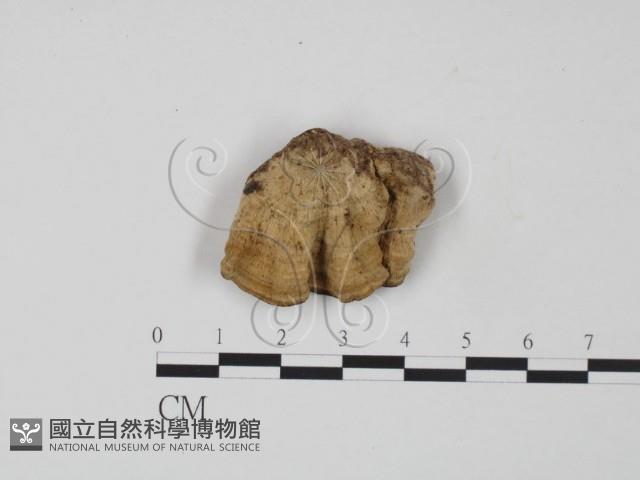 韌革菌屬藏品圖，第1張