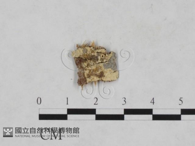 登錄號:F0010405藏品圖，第1張