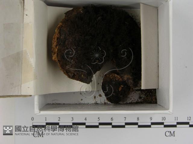 登錄號:F0021405藏品圖，第1張