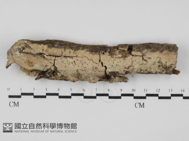 顯絲菌屬藏品圖，第1張