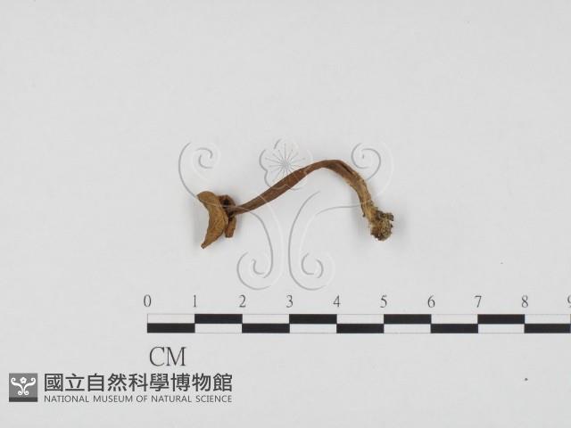 登錄號:F0024405藏品圖，第1張