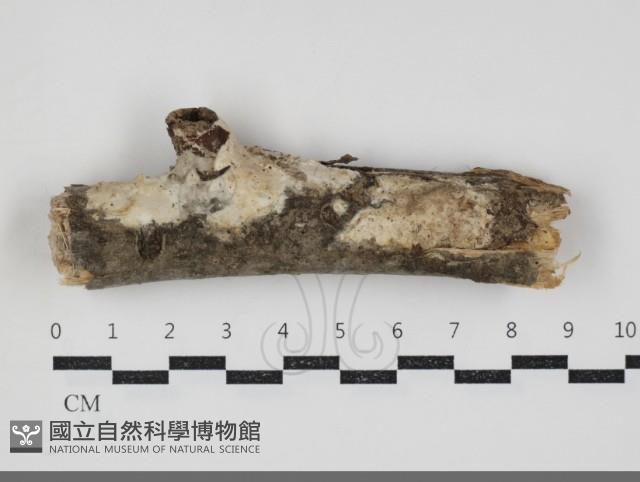 登錄號:F0034405藏品圖，第1張