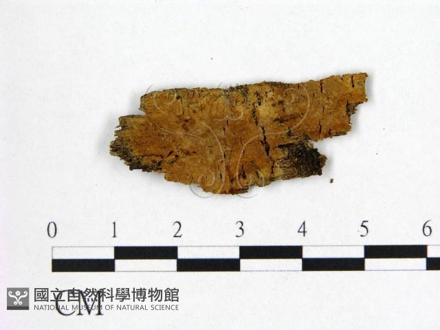 刺革菌屬藏品圖，第1張