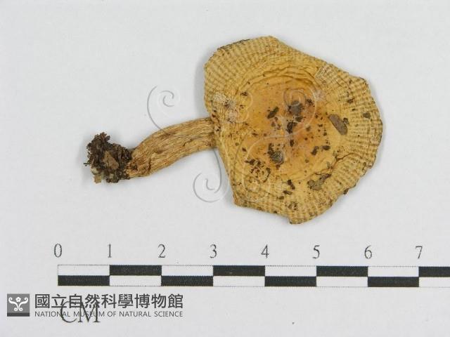 登錄號:F0012405藏品圖，第1張