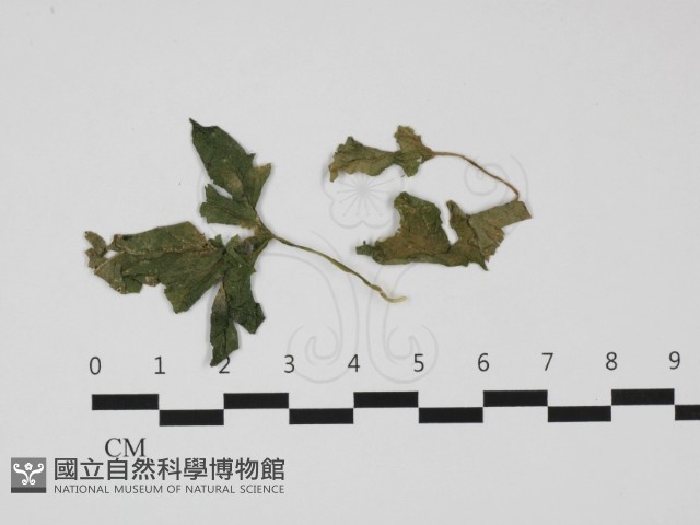 登錄號:F0032405藏品圖，第1張