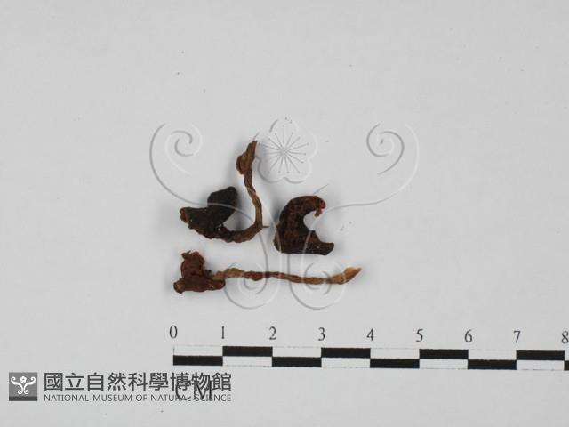 登錄號:F0027405藏品圖，第1張