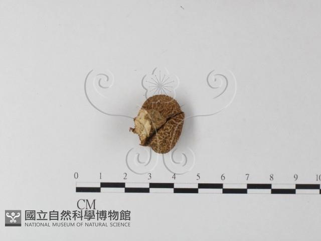 登錄號:F0025405藏品圖，第1張