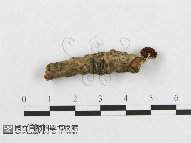登錄號:F0013405藏品圖，第1張