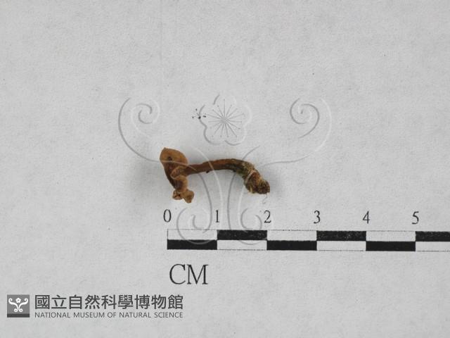 乳菇屬藏品圖，第1張