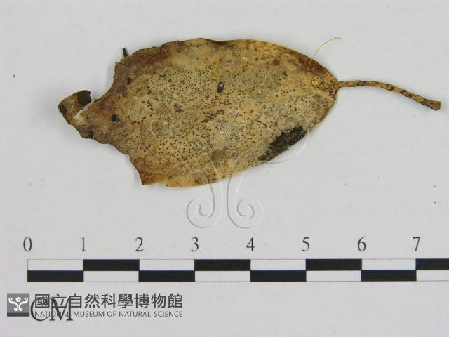 小菇屬藏品圖，第1張