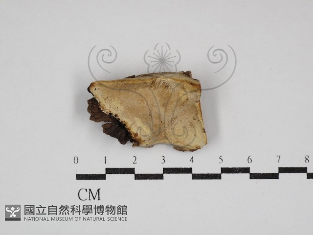 多年臥孔菌屬藏品圖，第1張
