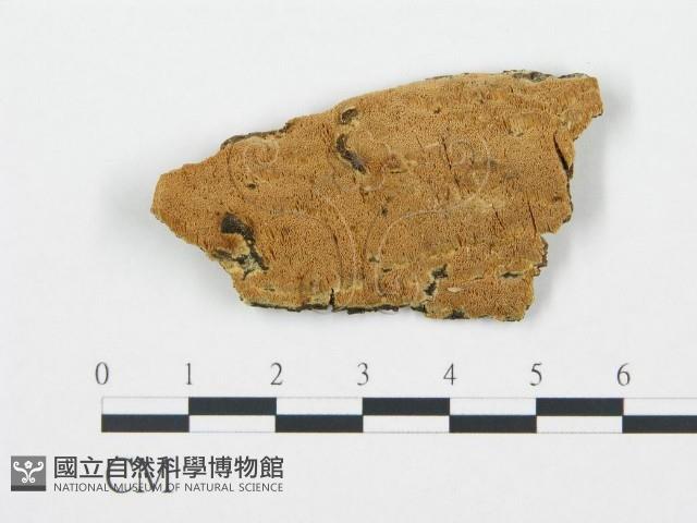 登錄號:F0006705藏品圖，第1張