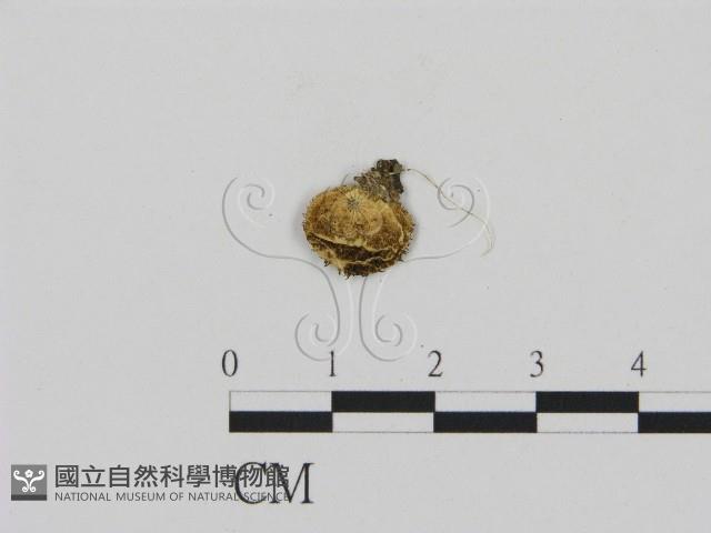 登錄號:F0001705藏品圖，第1張