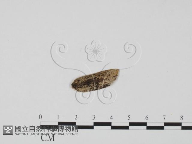 登錄號:F0011705藏品圖，第1張