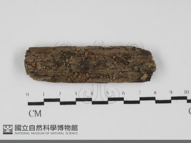 登錄號:F0031705藏品圖，第1張