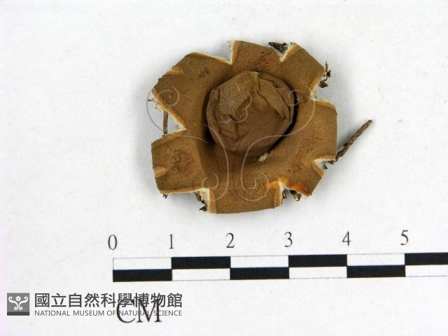 登錄號:F0002705藏品圖，第1張