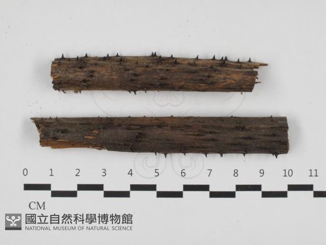 登錄號:F0032705藏品圖，第1張