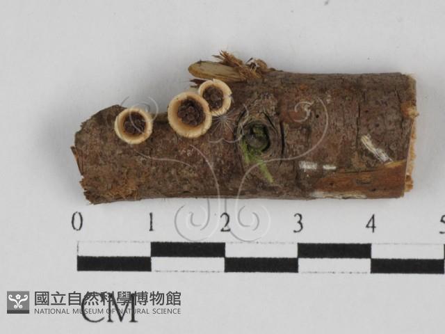 登錄號:F0027705藏品圖，第1張