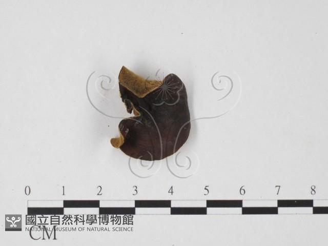 毛木耳藏品圖，第1張