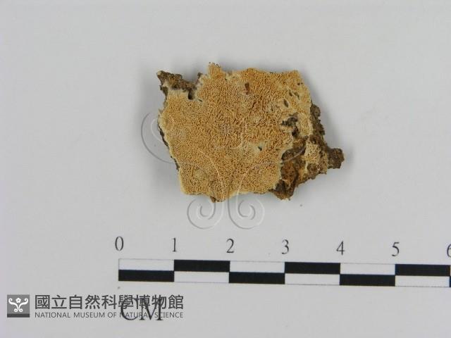 登錄號:F0015705藏品圖，第1張