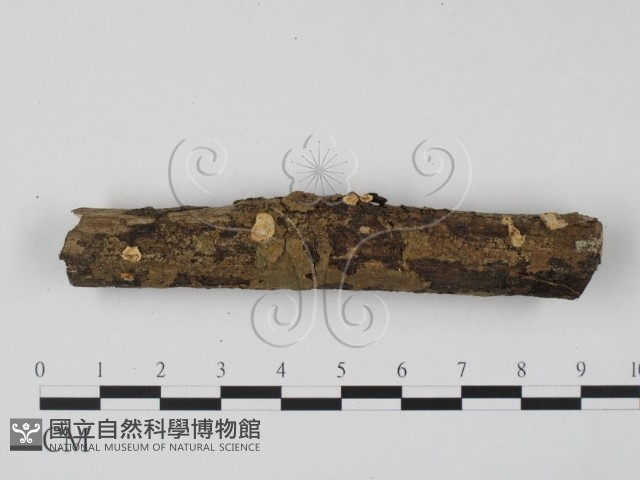 登錄號:F0003705藏品圖，第1張