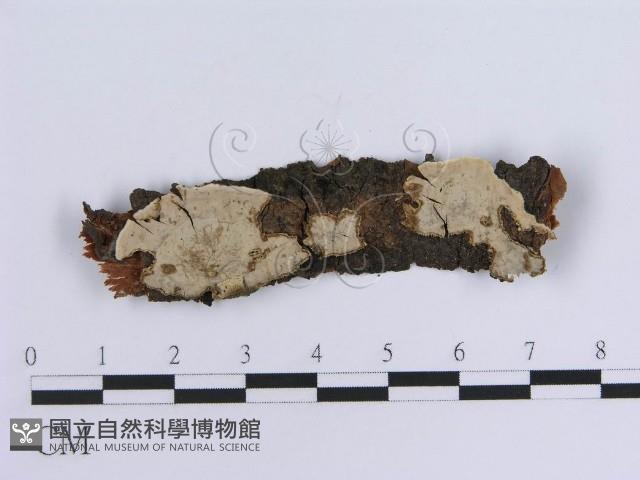 登錄號:F0013705藏品圖，第1張