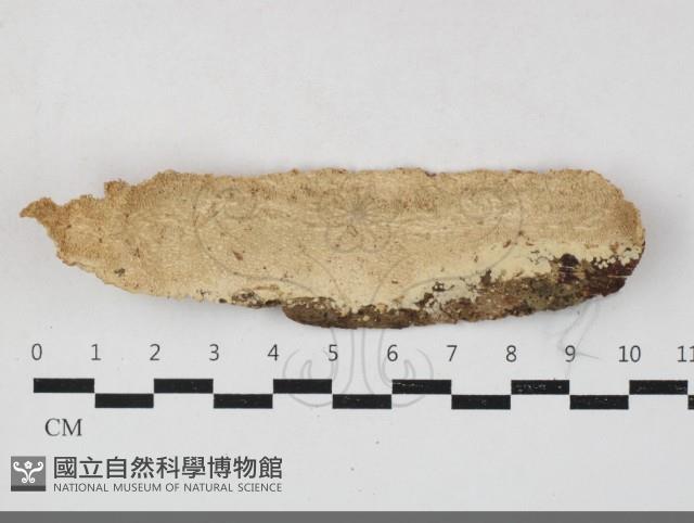 登錄號:F0033705藏品圖，第1張