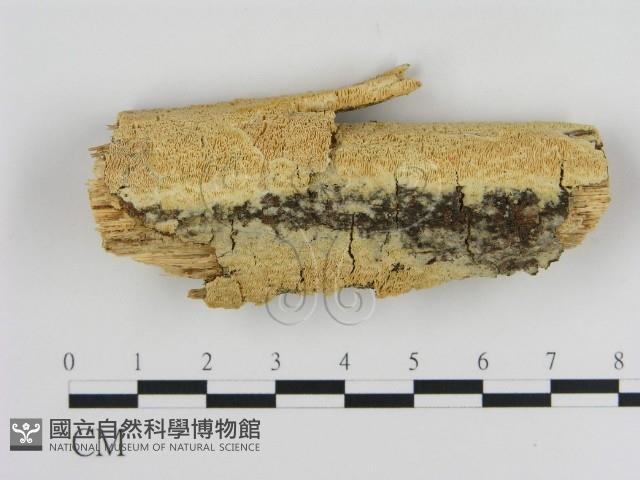 登錄號:F0020505藏品圖，第1張