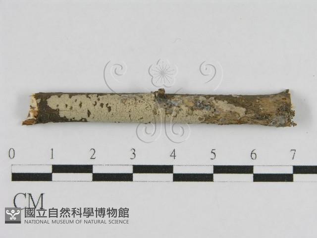 登錄號:F0010505藏品圖，第1張