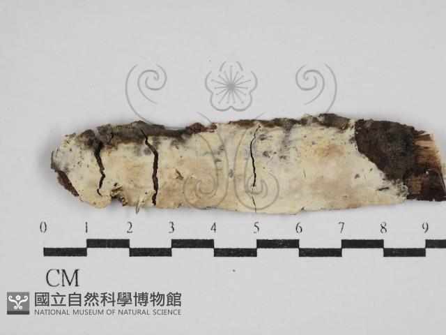 絲皮菌屬藏品圖，第1張
