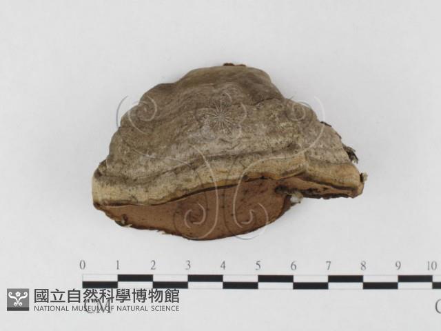 登錄號:F0026505藏品圖，第1張