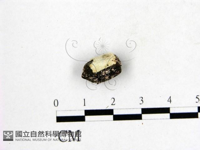 登錄號:F0016505藏品圖，第1張