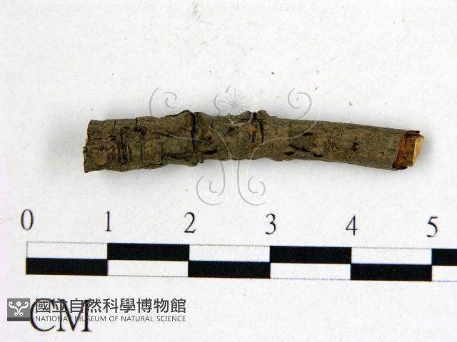 登錄號:F0011505藏品圖，第1張