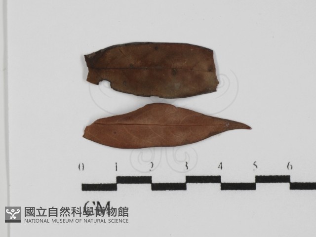 登錄號:F0024505藏品圖，第1張