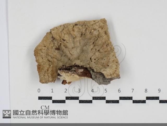 優雅波邊革菌藏品圖，第1張