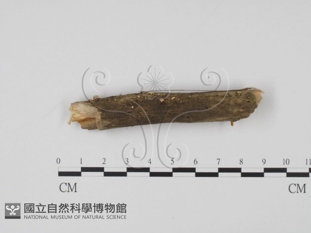 登錄號:F0022505藏品圖，第1張
