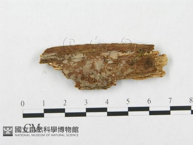 登錄號:F0002505藏品圖，第1張