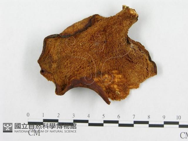 登錄號:F0012505藏品圖，第1張