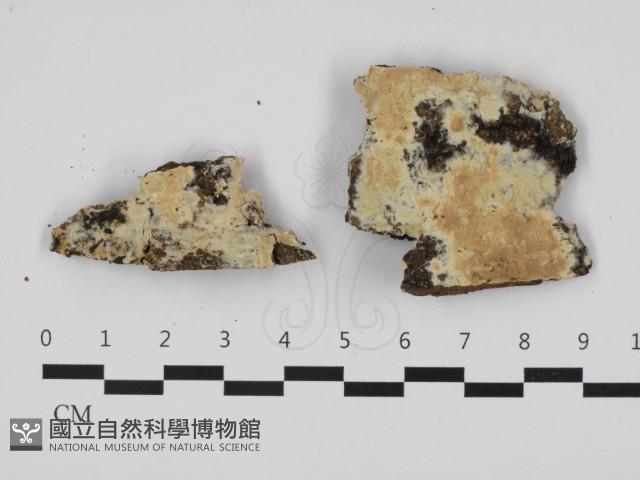 登錄號:F0032505藏品圖，第1張