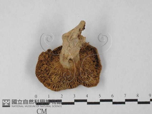 登錄號:F0027505藏品圖，第1張