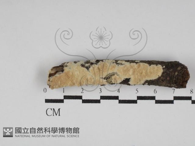 絲齒菌屬藏品圖，第1張