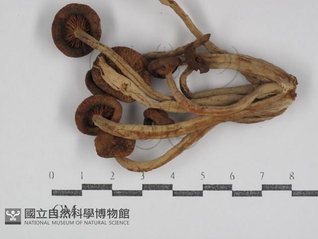登錄號:F0031105藏品圖，第1張
