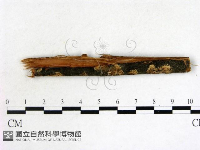 登錄號:F0022105藏品圖，第1張