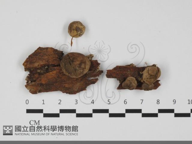 登錄號:F0032105藏品圖，第1張