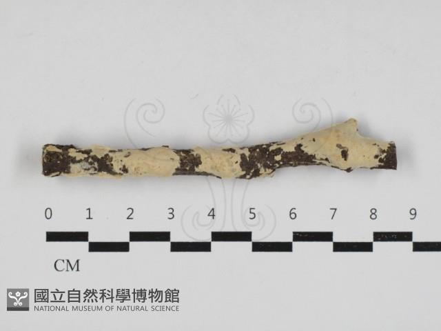 顯絲菌屬藏品圖，第1張