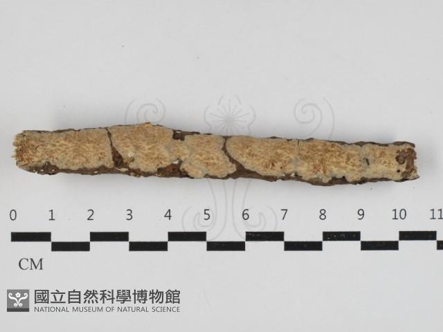 登錄號:F0033005藏品圖，第1張